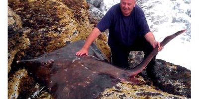 Shore caught 223lb common skate copy.jpg